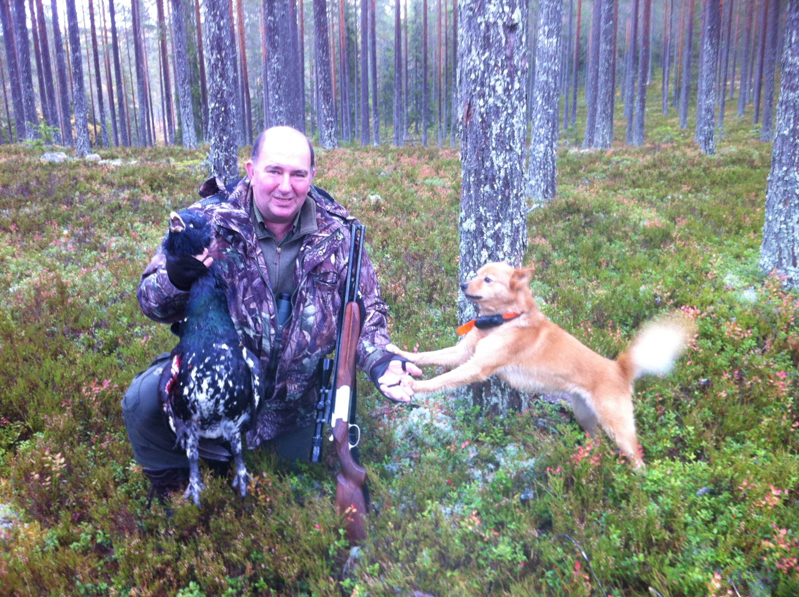 auerhahn, schweden, jagen, nordic footprints, auerhahnjagd, Birkwild,Waldvogeljagd,Jagd,Jagdreisen,Angelreisen,Angeln,Fliegenfischen, Zinnfischangeln,Forelle,Saibling,Veranstalter,Pirschführer,Angelguide,Auerhahn,Birkhahn,Schneehuhn,Hahnenjagd,Rauhfusshühner,Äsche,Schweden,fischen Äsche,Angeln Schweden,jagen Schweden, Trophäenjagd für Birkhahn und Auerhahn