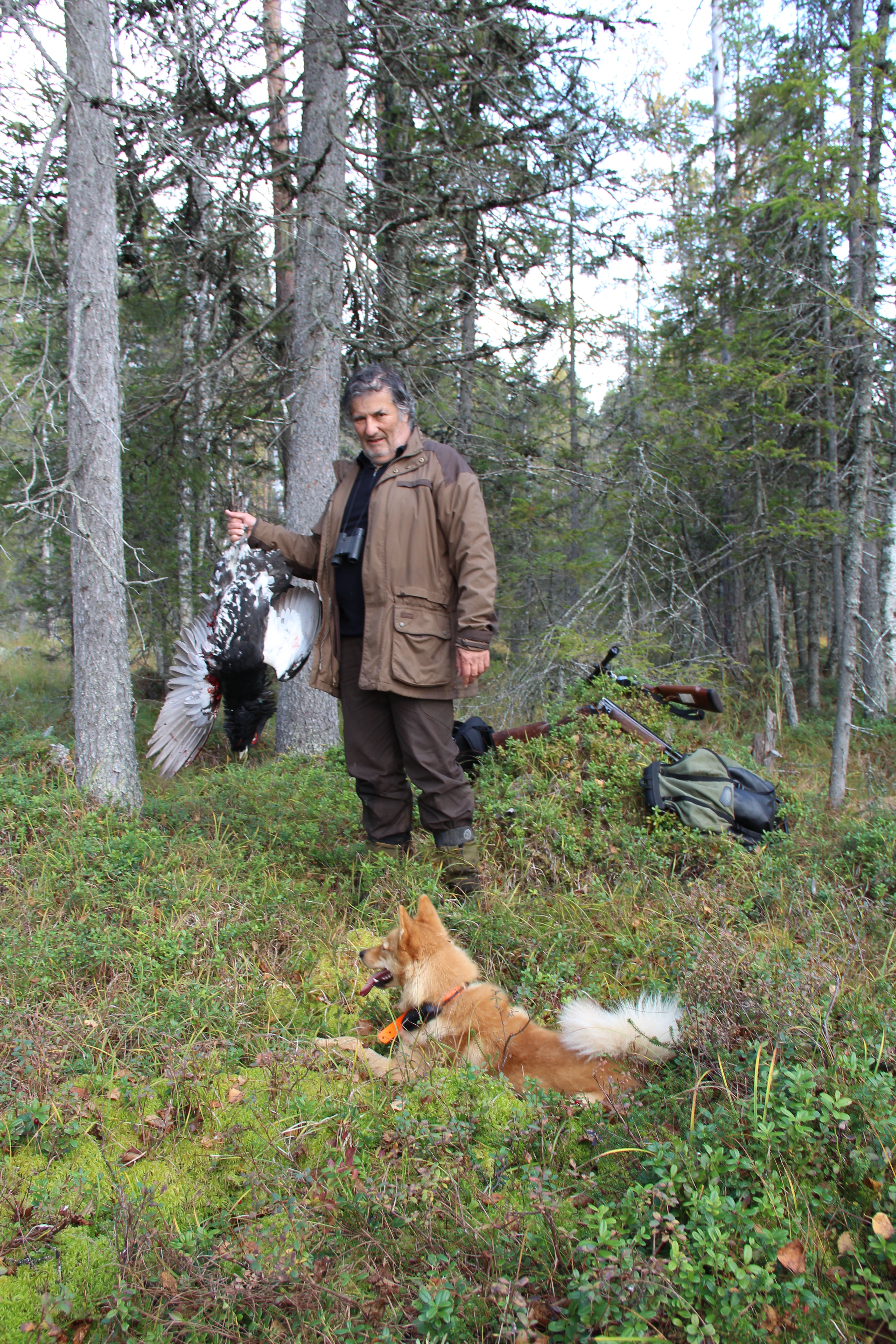 auerhahnjagd, Birkwild,Waldvogeljagd,Jagd,Jagdreisen,Angelreisen,Angeln,Fliegenfischen, Zinnfischangeln,Forelle,Saibling,Veranstalter,Pirschführer,Angelguide,Auerhahn,Birkhahn,Schneehuhn,Hahnenjagd,Rauhfusshühner,Äsche,Schweden,fischen Äsche,Angeln Schweden,jagen Schweden, Trophäenjagd für Birkhahn und Auerhahn