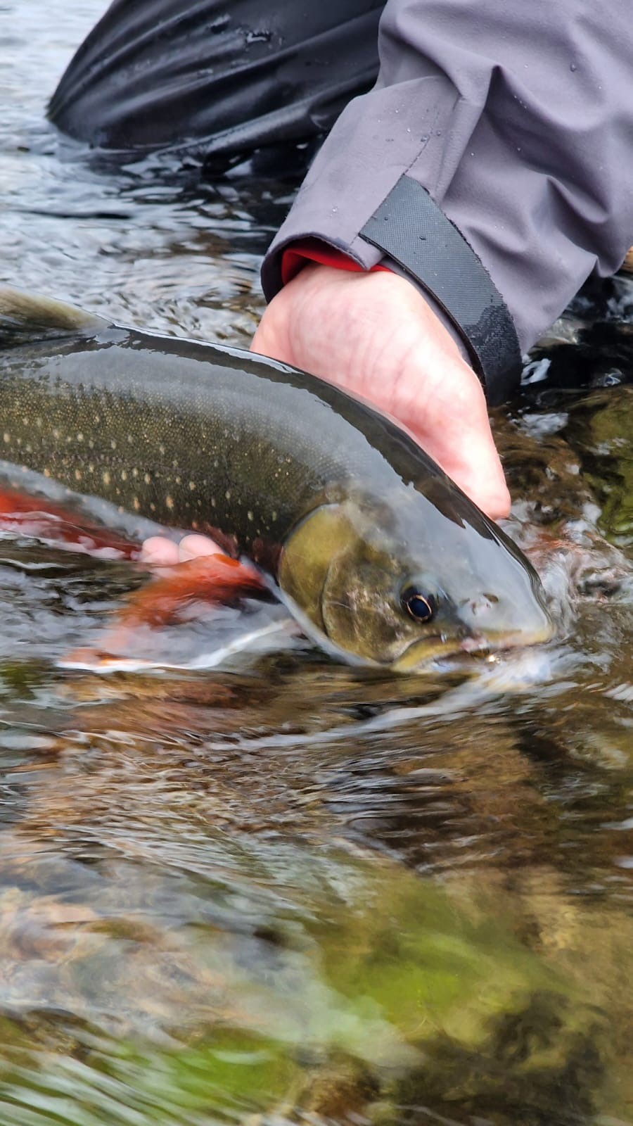 nordic footprints, lappland, dalarna, röding, artic char, schweden, angeln, jagen, fly fishing, fiskeresa