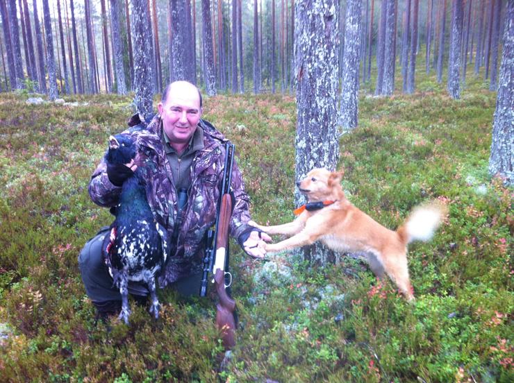 auerhahnjagd, Birkwild,Waldvogeljagd,Jagd,Jagdreisen,Angelreisen,Angeln,Fliegenfischen, Zinnfischangeln,Forelle,Saibling,Veranstalter,Pirschführer,Angelguide,Auerhahn,Birkhahn,Schneehuhn,Hahnenjagd,Rauhfusshühner,Äsche,Schweden,fischen Äsche,Angeln Schweden,jagen Schweden, Trophäenjagd für Birkhahn und Auerhahn